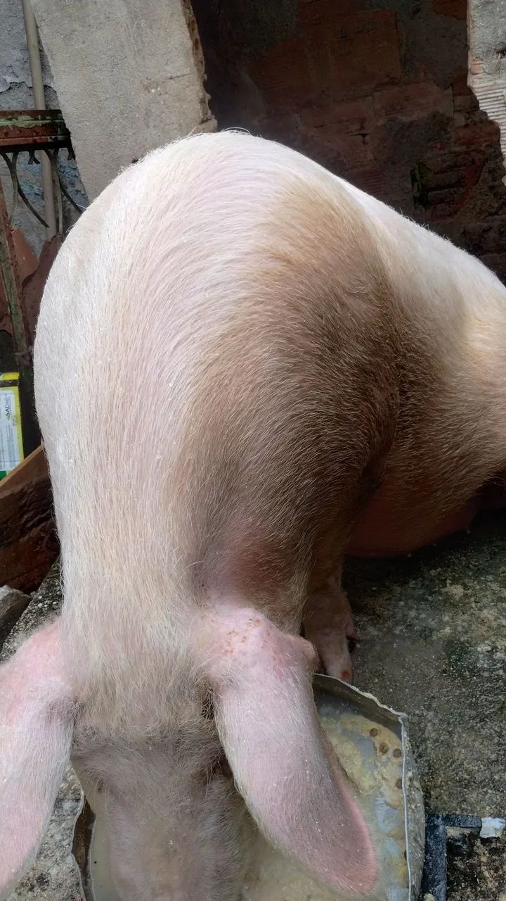 Leitoa / porco / suino valor  - Foto 3