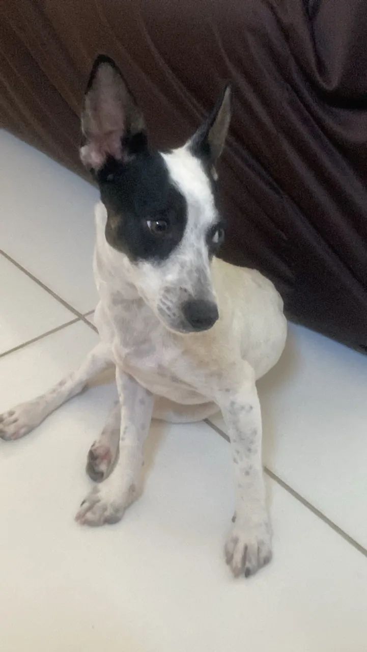 Cachorrinho para doação 