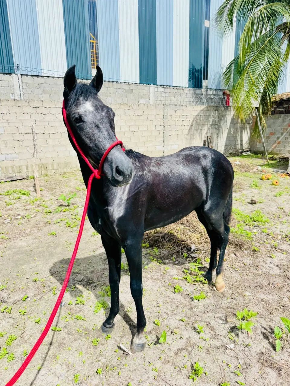 Cavalos - Subaúma, Entre Rios, Bahia