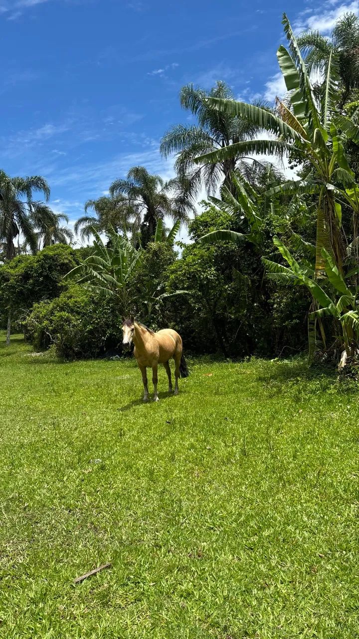 Cavalo Crioulo Baio  - Foto 2