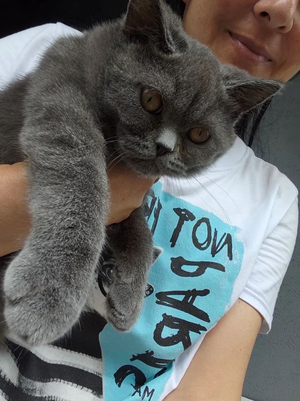 British Shorthair Macho Blue SP