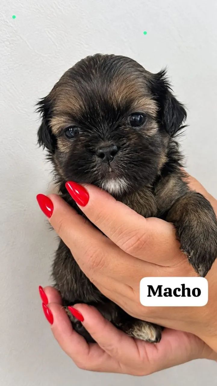 Lhasa apso Puro Filhotes  - Foto 2