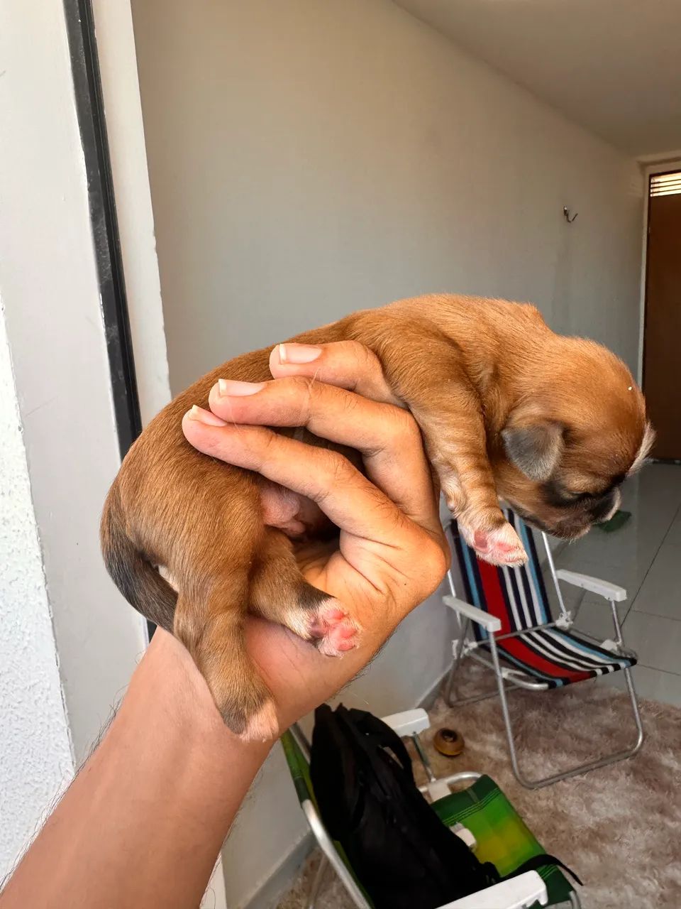 Filhote de shih tzu