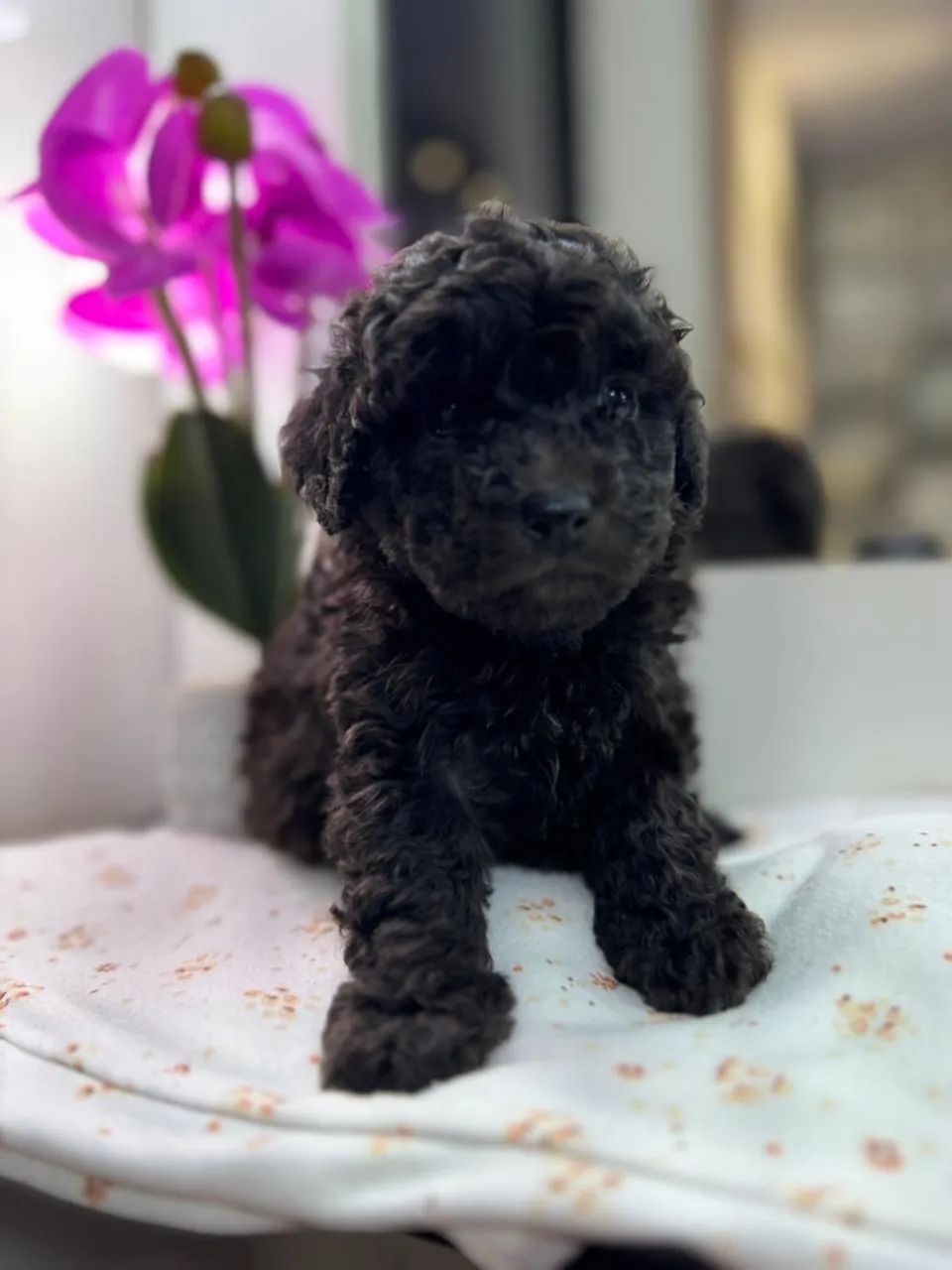 Poodle  - Foto 4