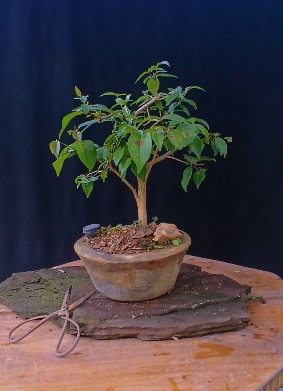 Bonsai Pitanga!
