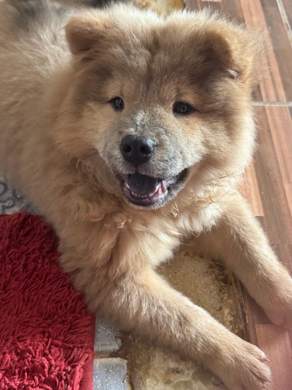 Filhote macho chow chow - Foto 3