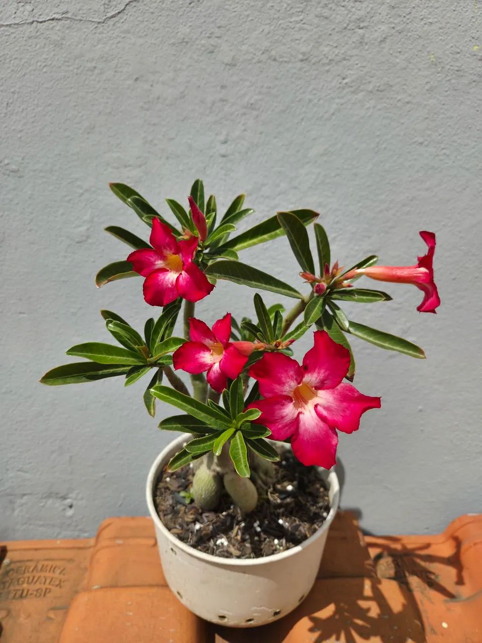 Rosa do Deserto - Foto 2