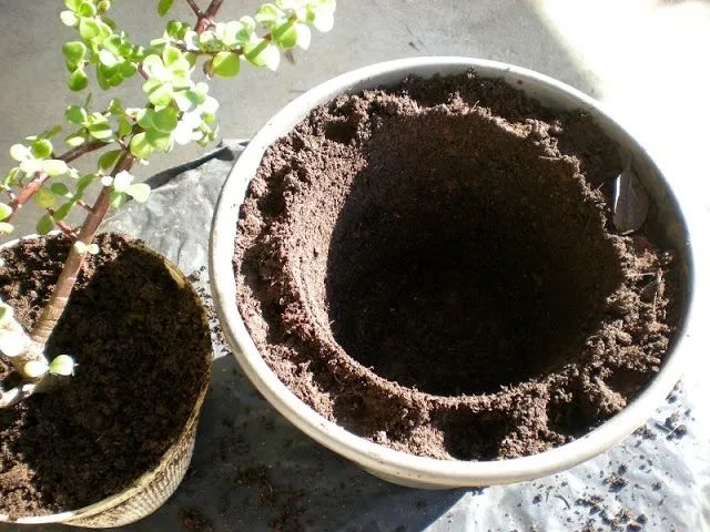 Jardineiro_Serviços de Jardinagem - Foto 3