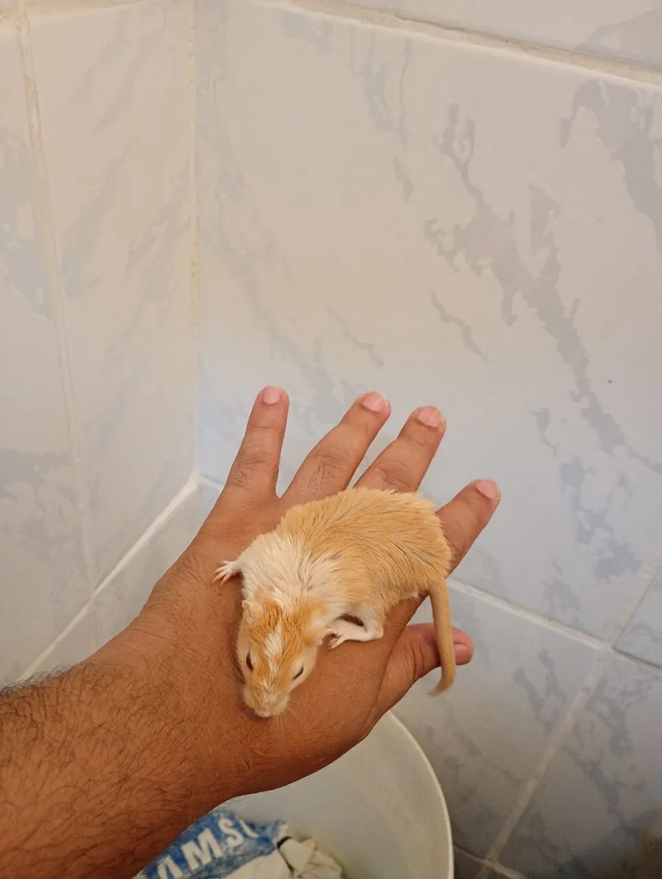 Vendo casal de gerbius  - Foto 4