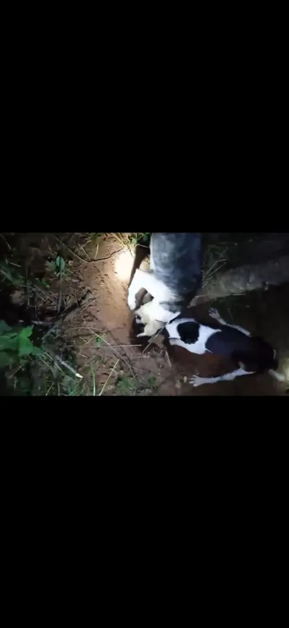 Beagle com americano  - Foto 2