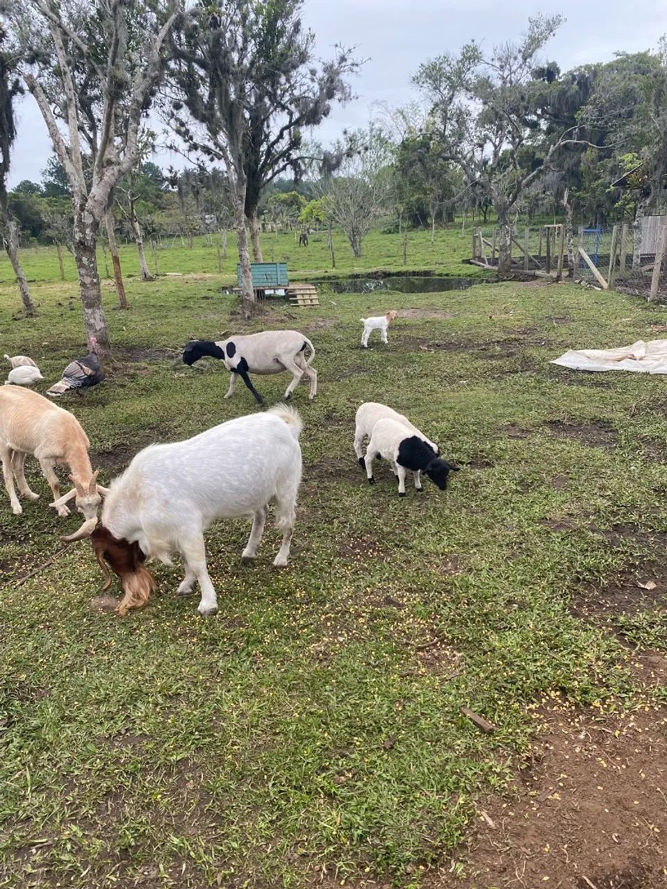 Cabras e ovelhas - Foto 5