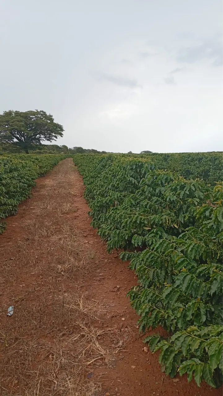 Fazendinha de café em Araguari 