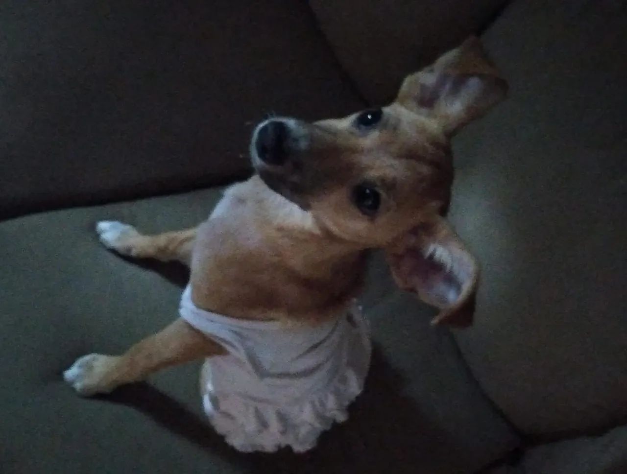 Doação de cães - Foto 4