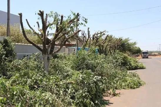 Retirada de árvores| Poda. - Foto 3