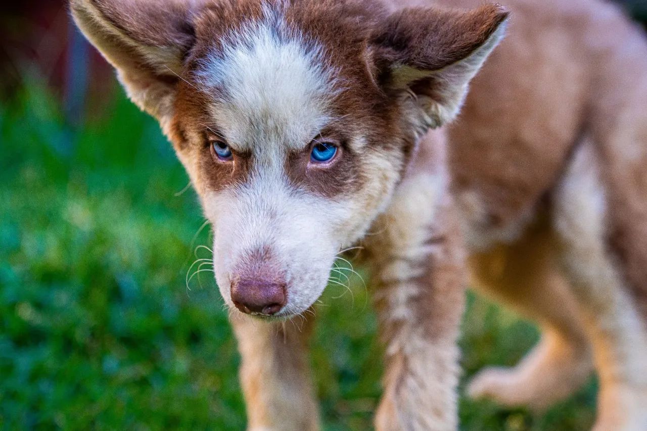 Vendo filhotes de Husky Siberiano  - Foto 4