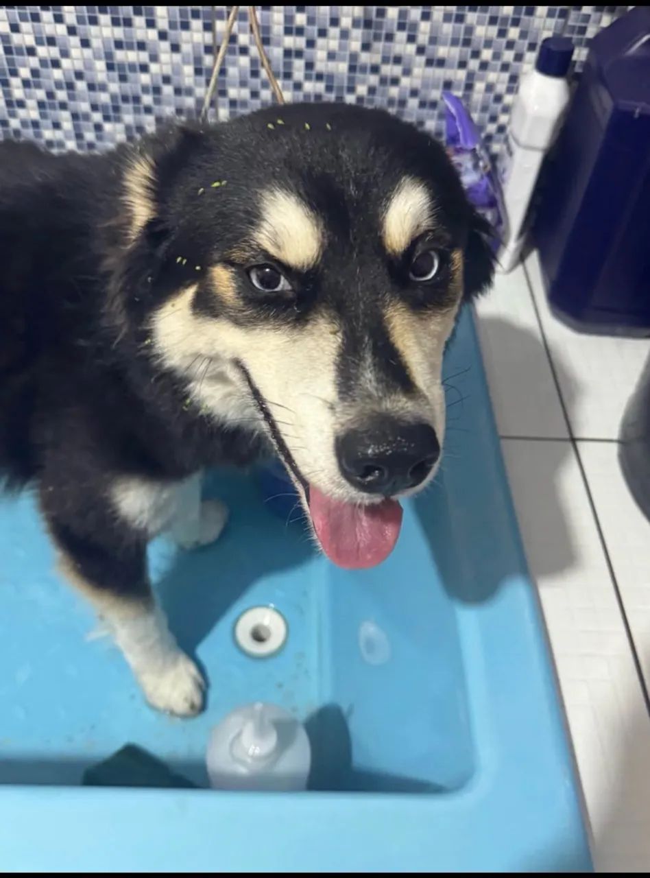 Husky siberiano 