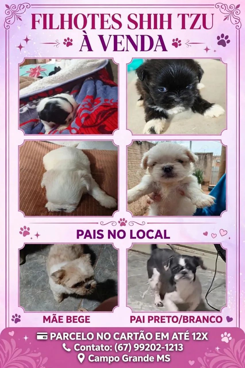 Shihtzu macho - Foto 3