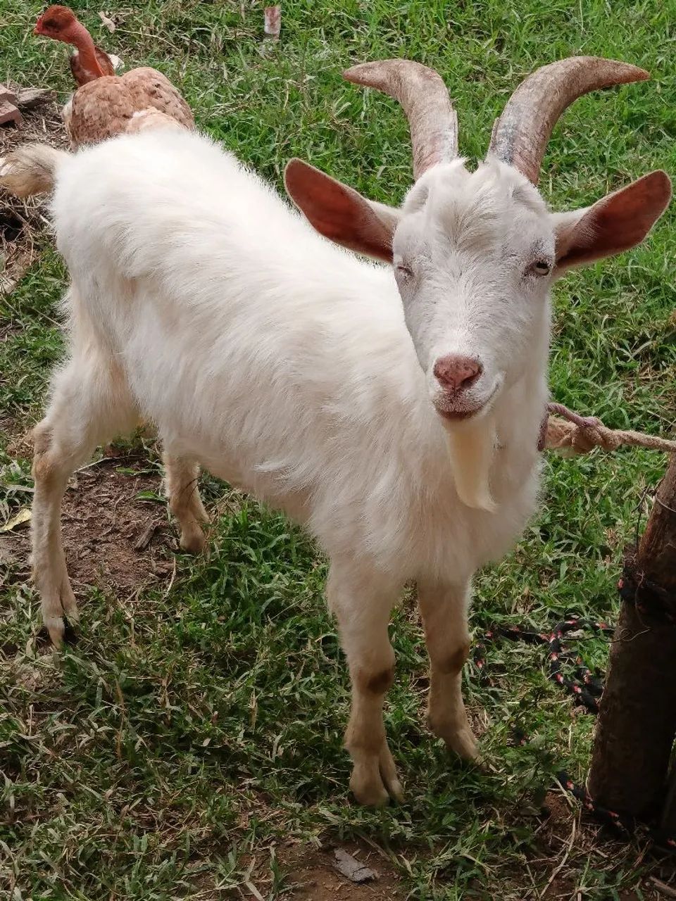 Cabrito sannen  - Foto 3