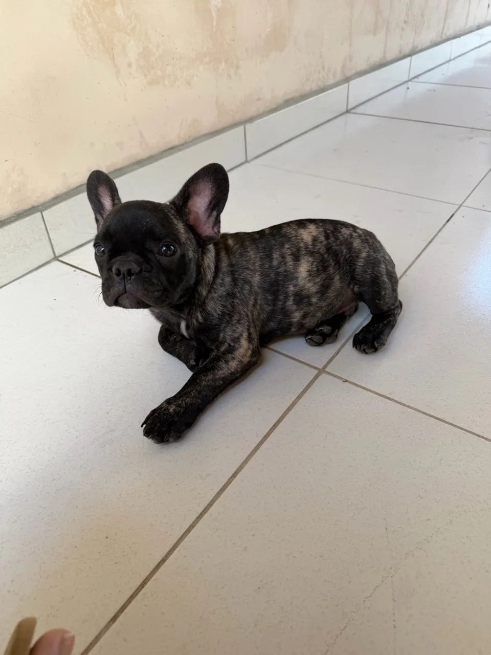 Buldogue francês macho