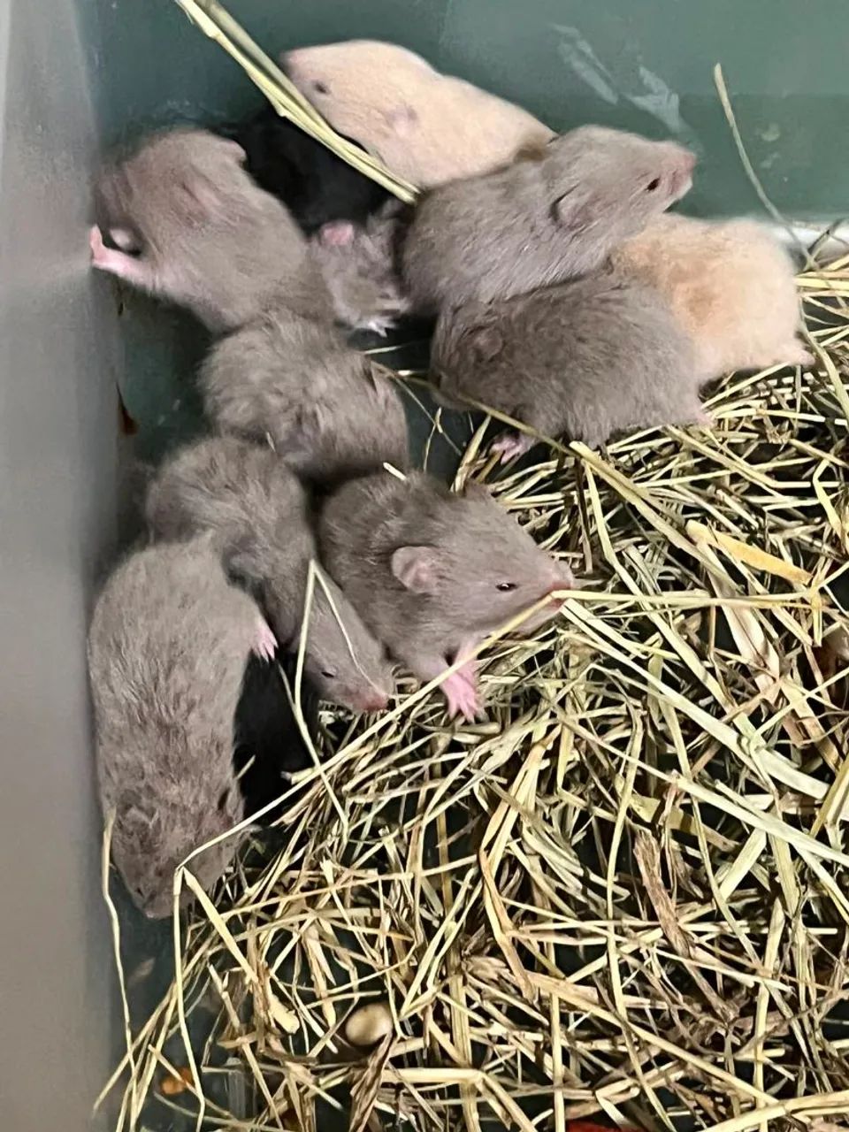 Hamster sírio  - Foto 5
