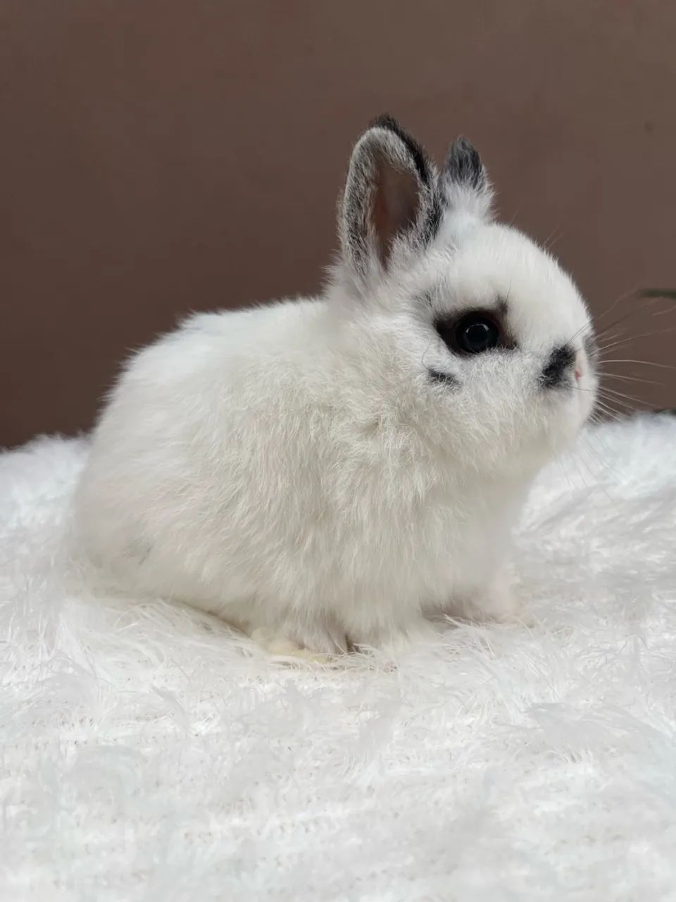 Mini coelho