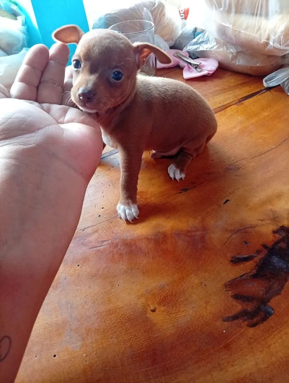 Pinscher 1  - Foto 3