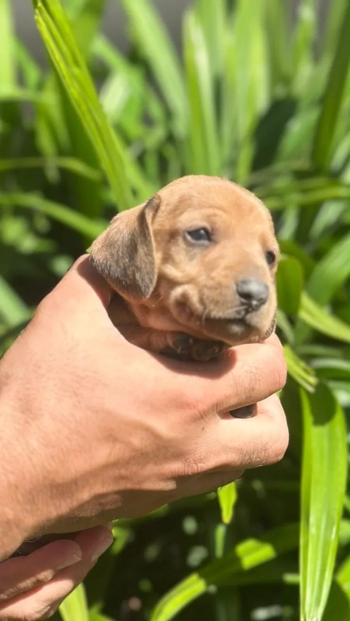 Cachorrinho salsicha - Foto 2