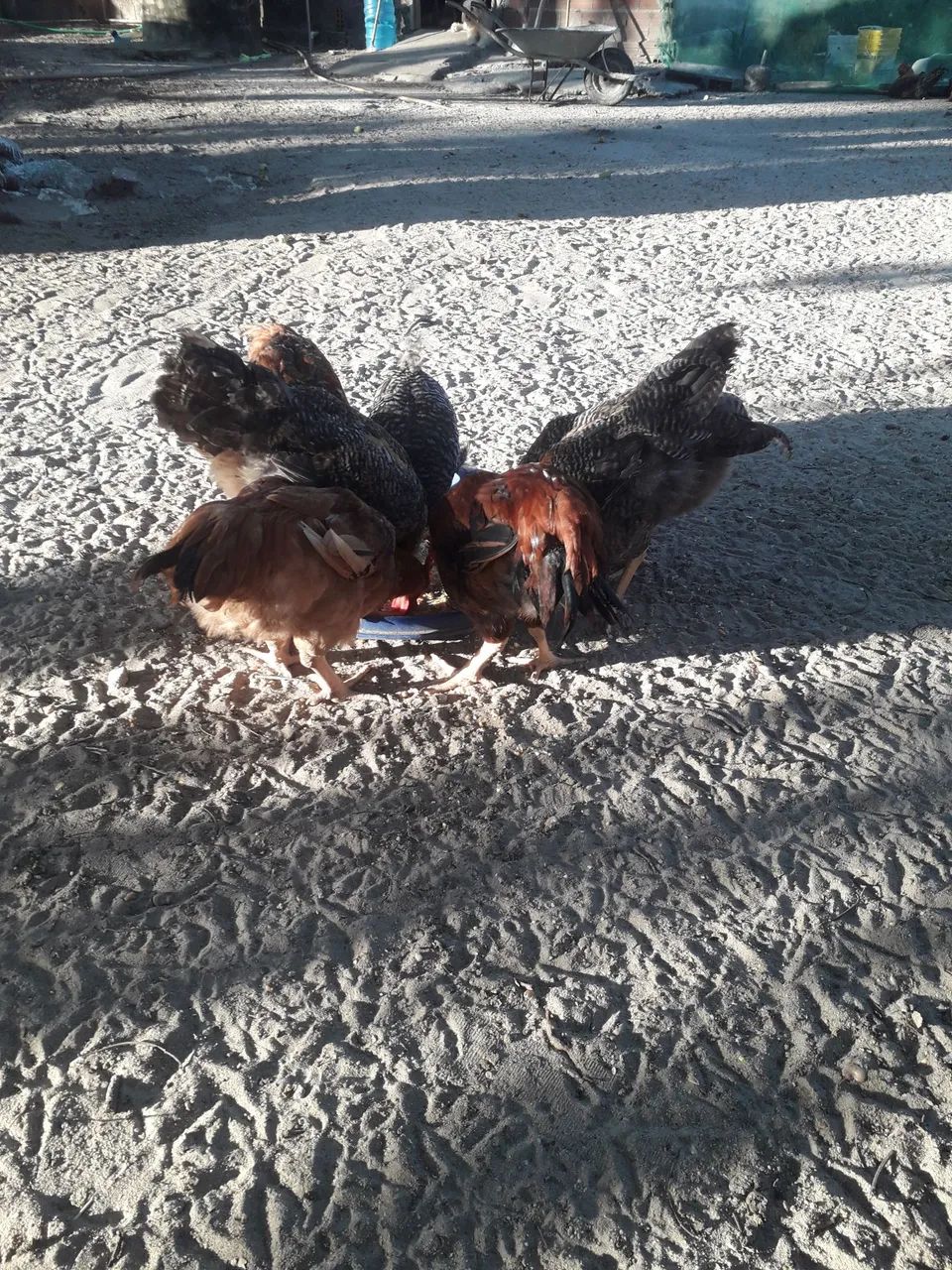 21 frango caipiras  - Foto 3