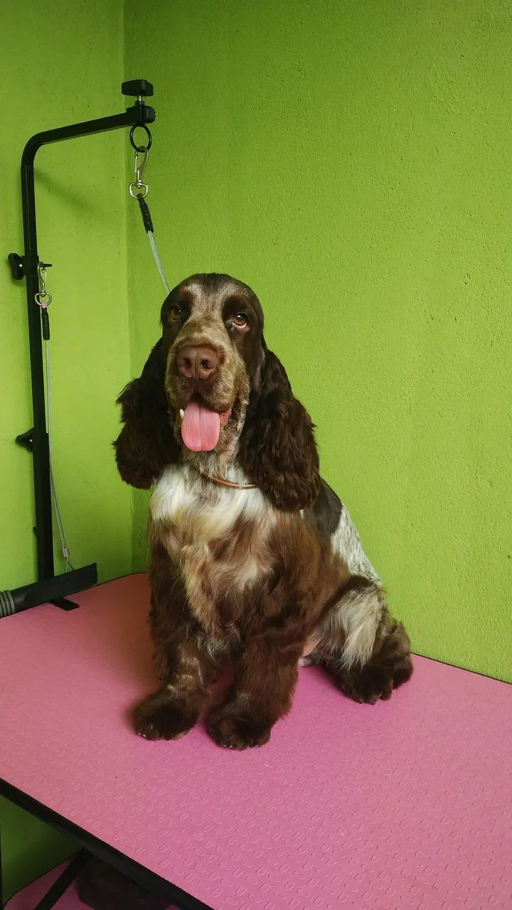 Filhotes de cocker  - Foto 2