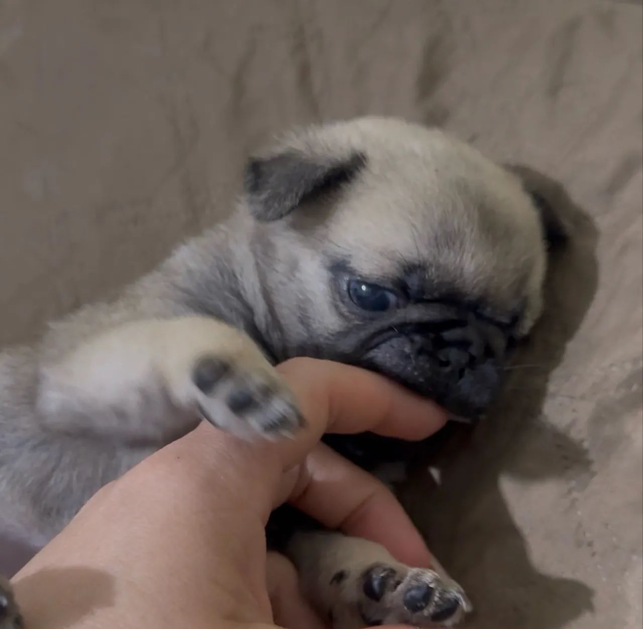 Pug macho - Foto 2