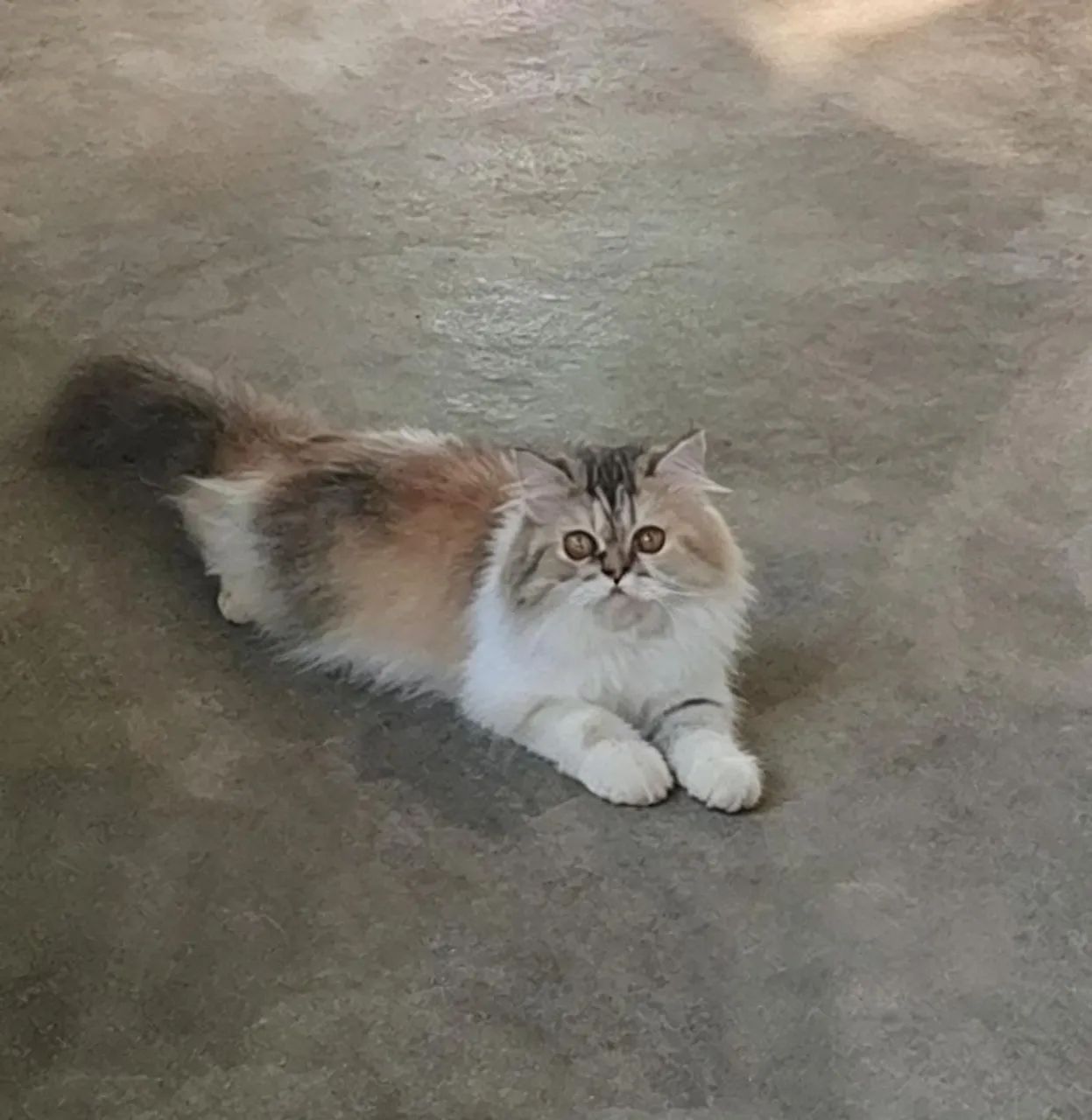 Gata persa 