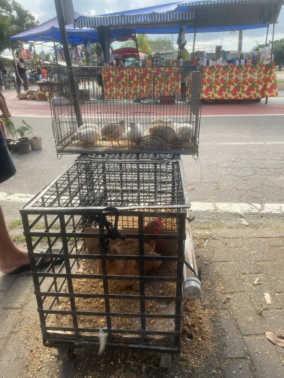 Codorna gigante  - Foto 4