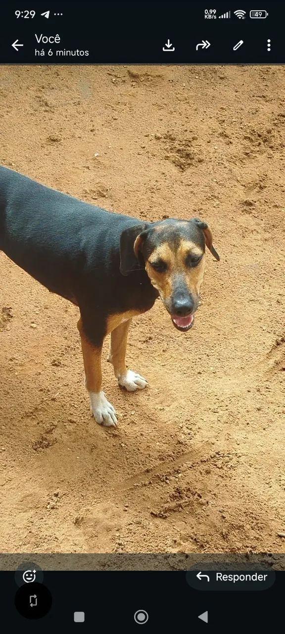  Cachorros  - Foto 3