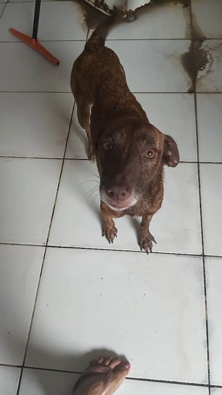 Adote - Foto 3