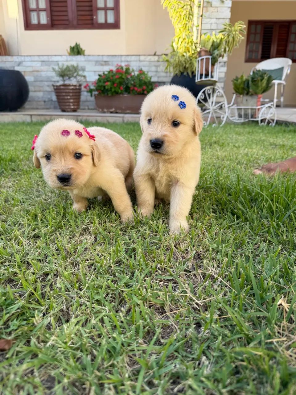 Golden retriever