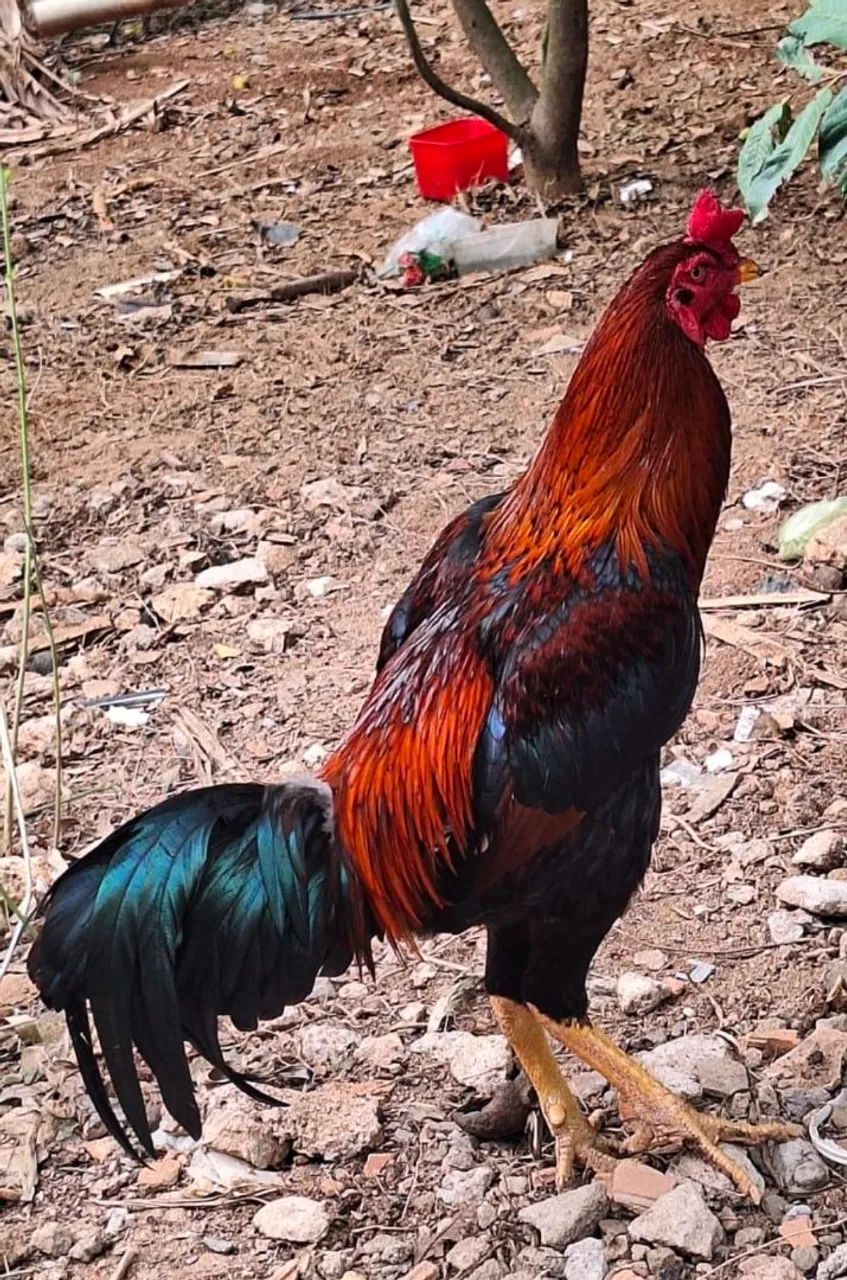 Galo índio