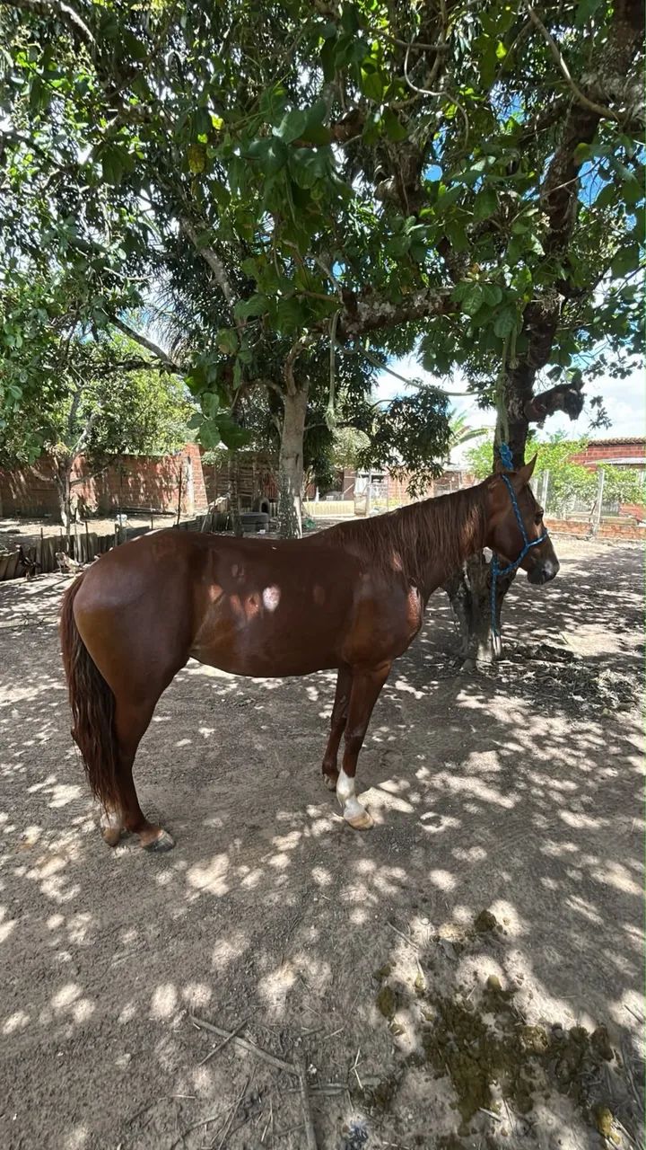 Égua de picado  - Foto 3