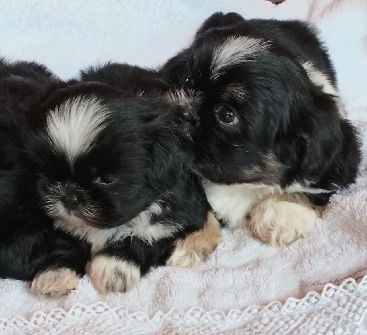 Shihtzu macho - Foto 2