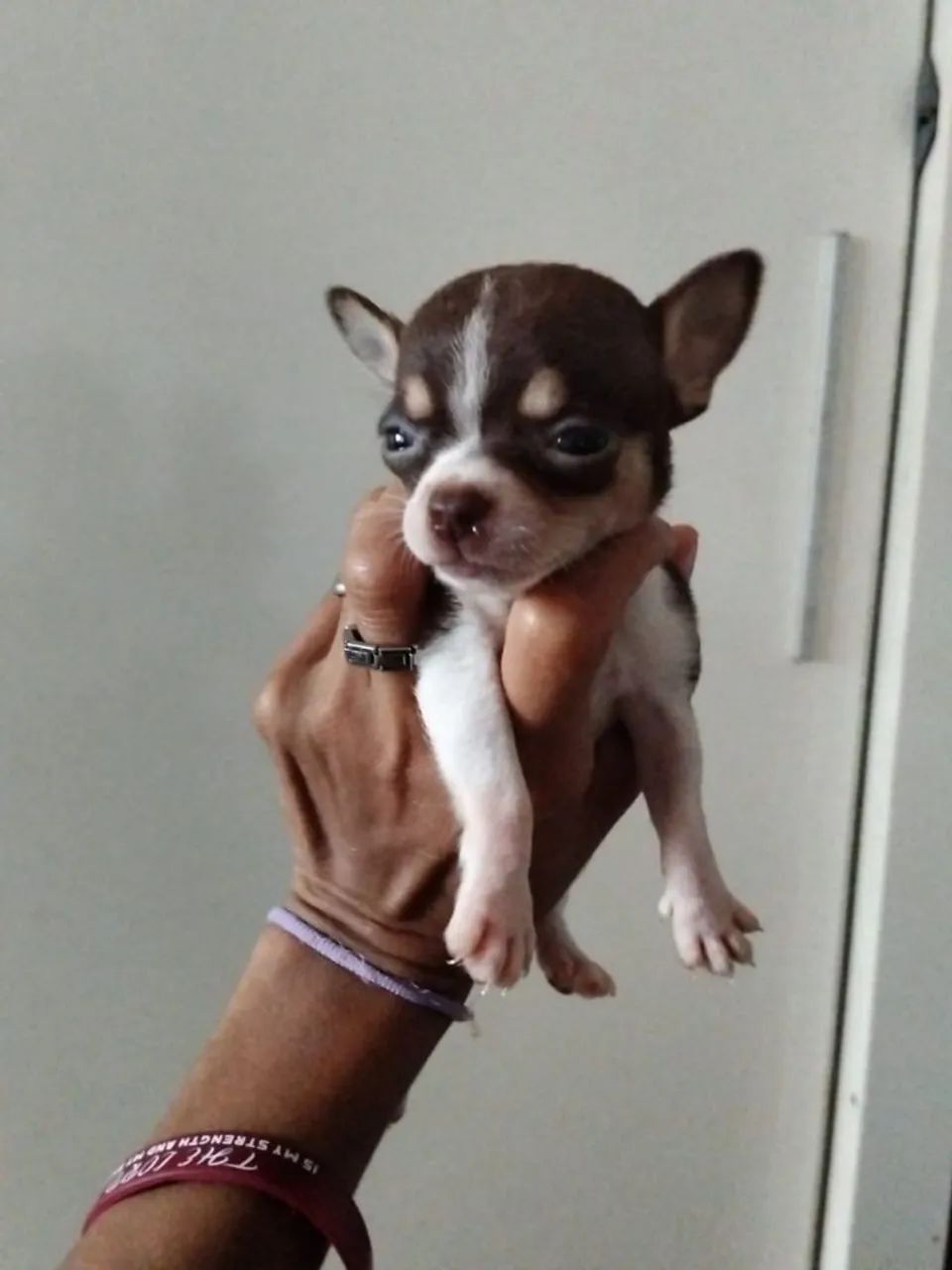 Chihuahua