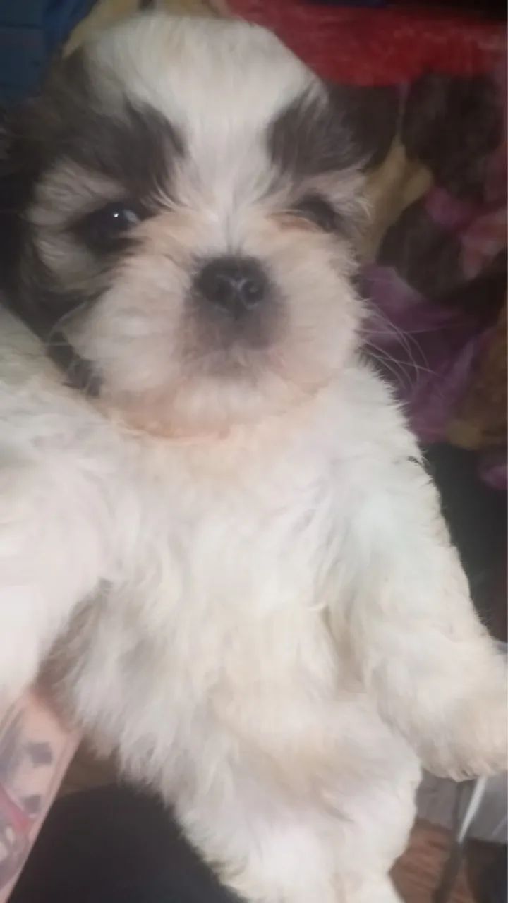 Schitzu macho  - Foto 2