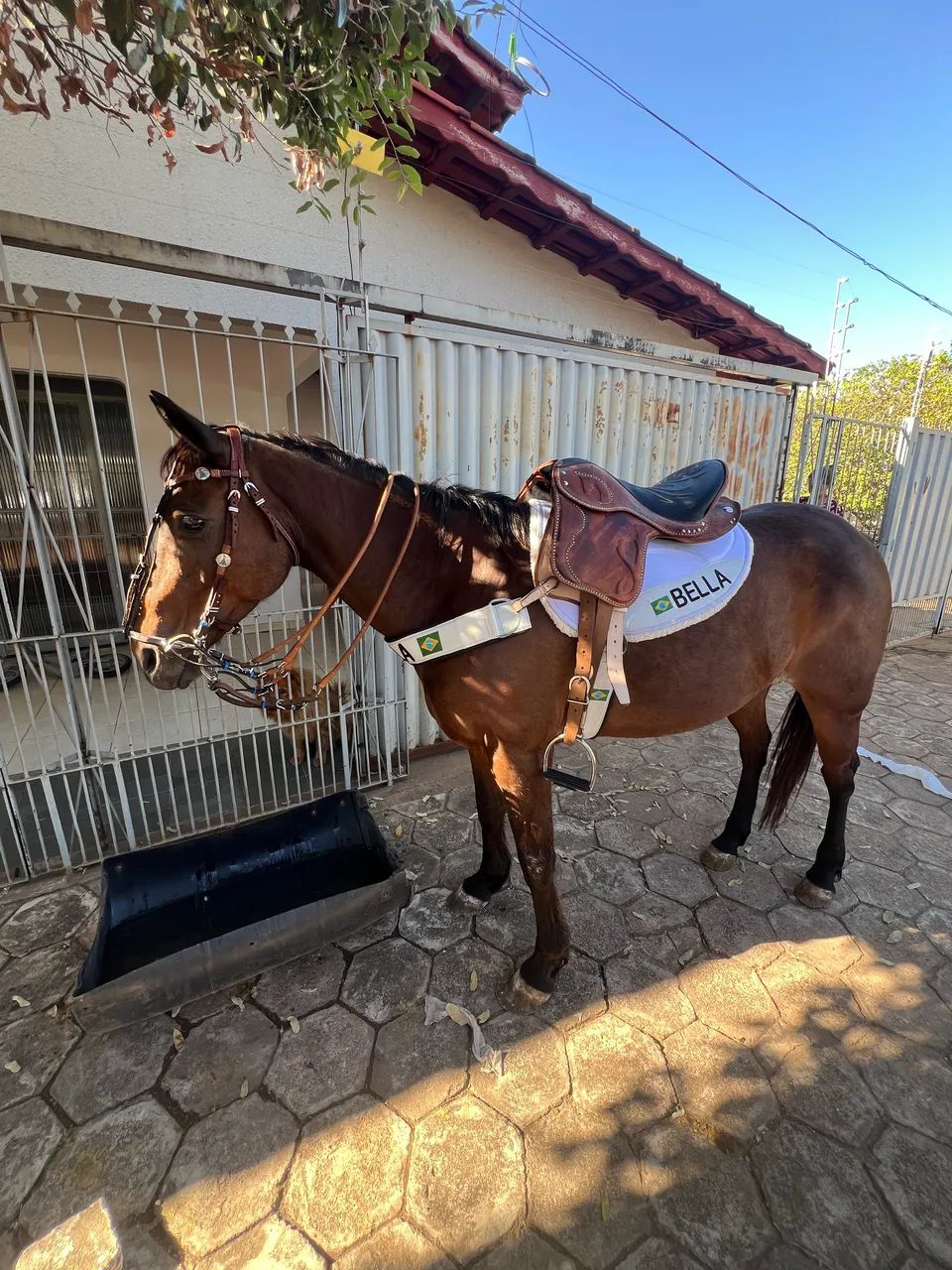 Vendo Égua Quarto de milha   - Foto 2