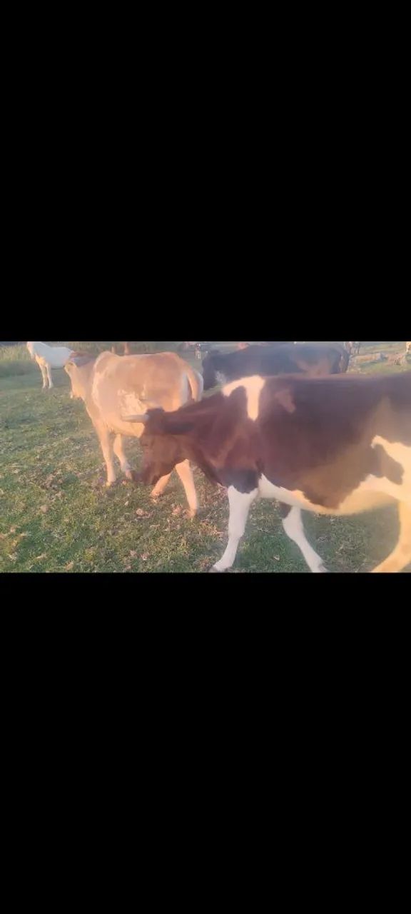 Vacas - Foto 4