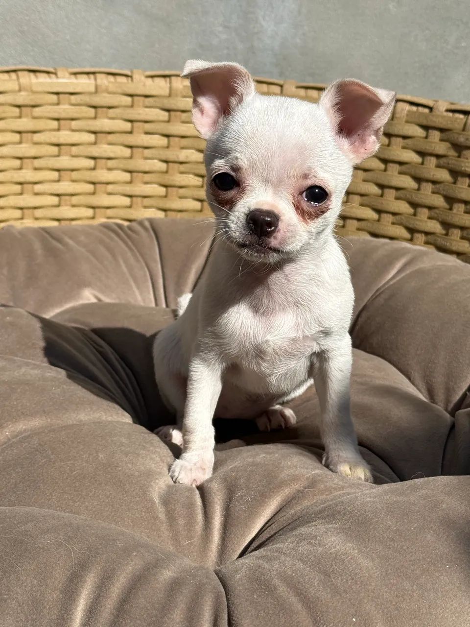Chihuahua  Fêmea pelo curto micro 