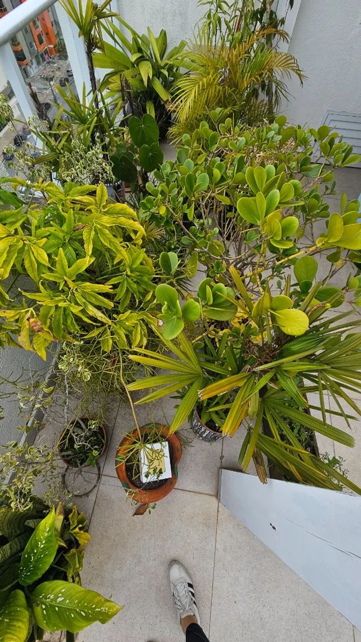 Combo de Vasos e plantas - Foto 5