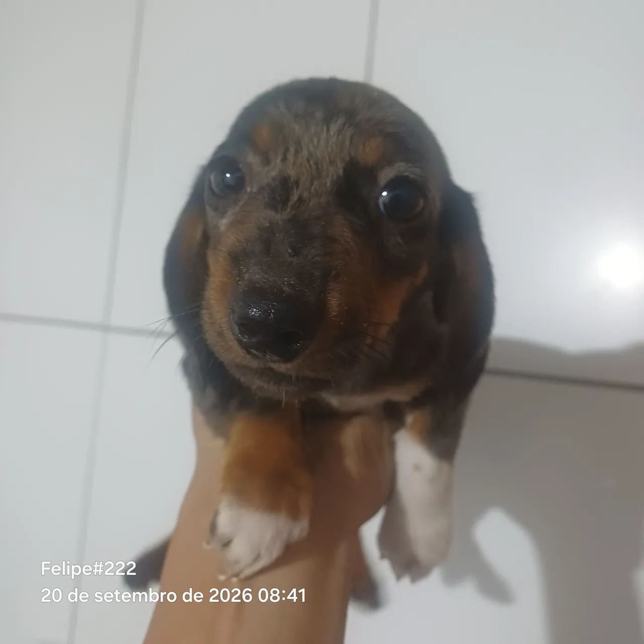 Cachorro  - Foto 2