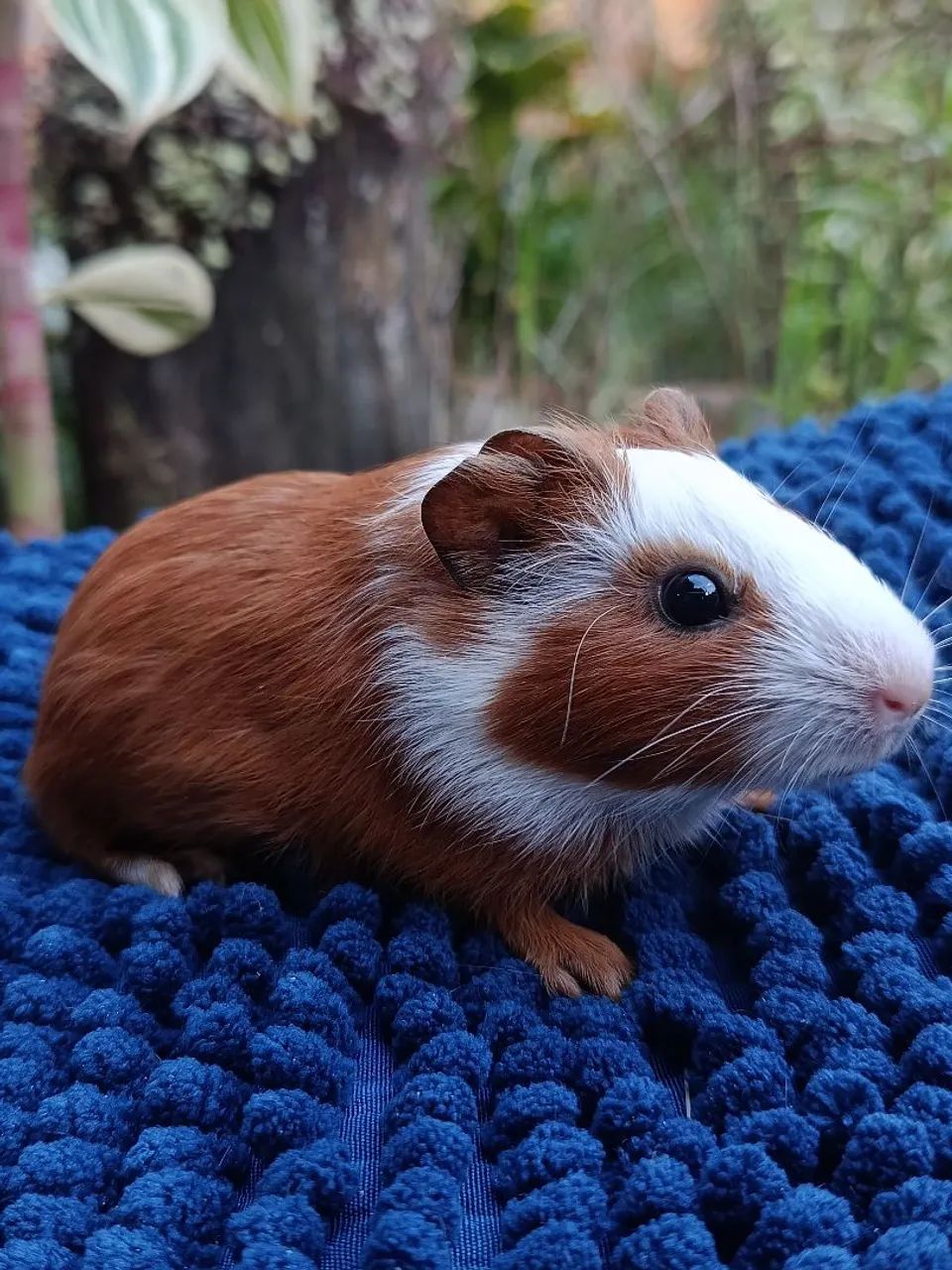 Filhote Porquinhos da Índia