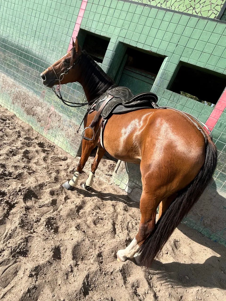 Vende se égua  - Foto 4