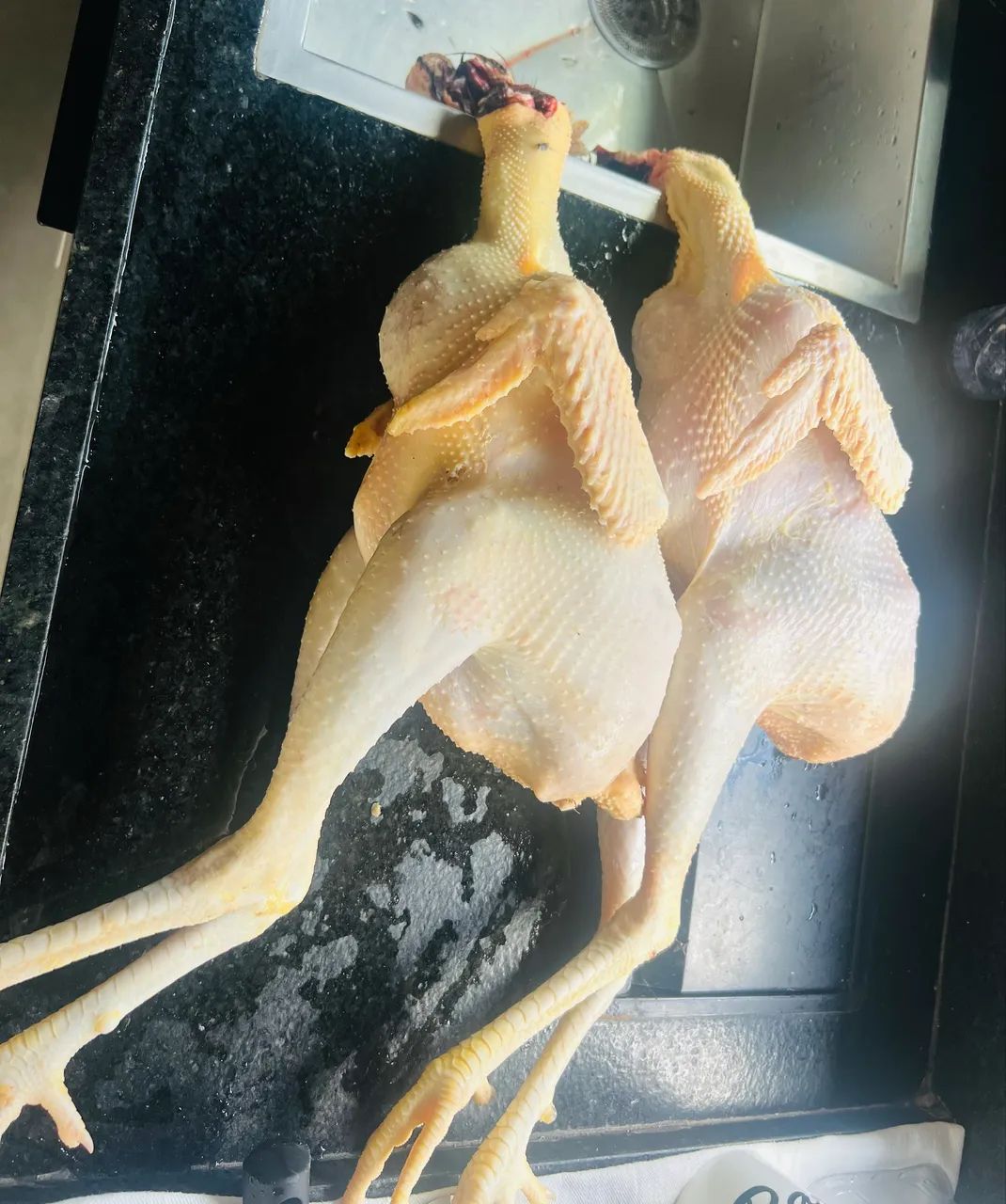 Frango/galinha de capoeira  - Foto 3