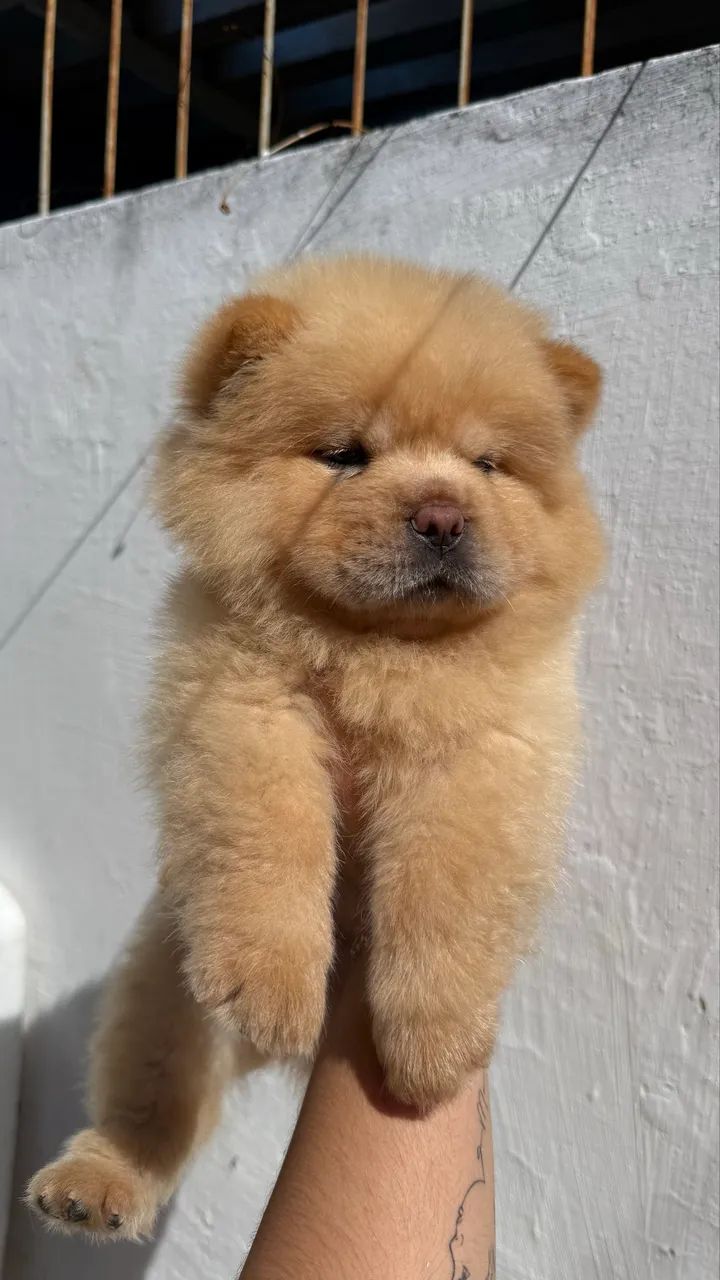 Filhote Chow Chow  - Foto 3