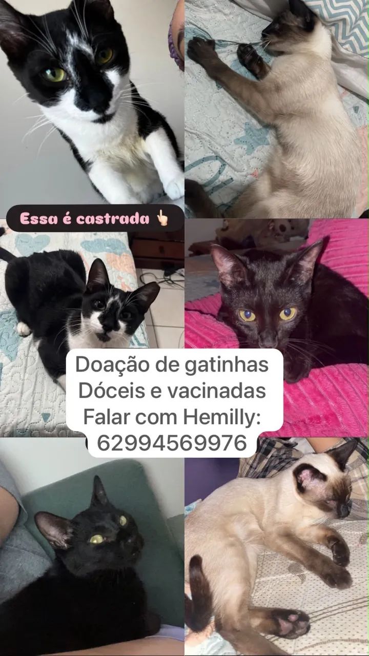 Doação de 3 gatinhas 